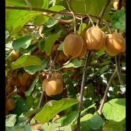 املاک مادر زمین مسکونی باغی متراژ بالا