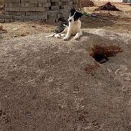 واگذارتوله سگ قهدری جانی. اصیل. نژاد خالص