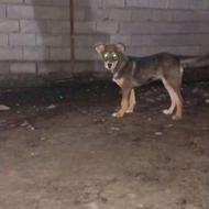 واگذاری سگ توله پژدر