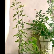 درخت کامکوات