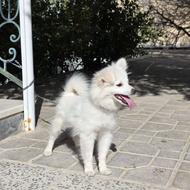 سگ پامرانین روباهی واگزاری