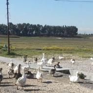 خریدار تخم غاز تا پایان دوره تخم گذاری