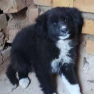 توله سگ قدرجونی نگهبان