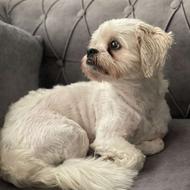 سگ واگذاری رایگان