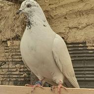 پرنده کبوتر