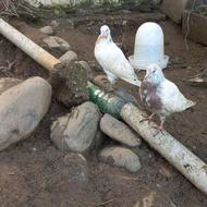 فروش فوری 3تا کبوتر