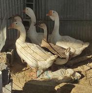 قوغاز اکراینی