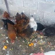 17 عدد مرغ و خروس و مرغ شاخدار تخم گذار