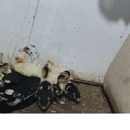 اردک خارجی.اسراییلی