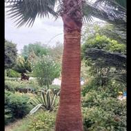 ارسال گل به اصفهان رایگان