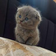 گربه اسکاتیش