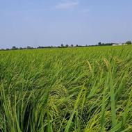 برنج شیرودی درجه یک