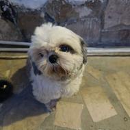 واگذاری سگ شیتزو فلت تخت