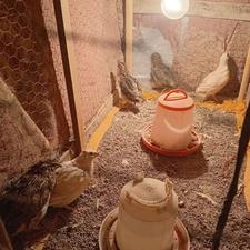 بلدرچین فروشی