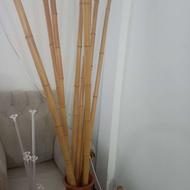 چوب بامبو سالم