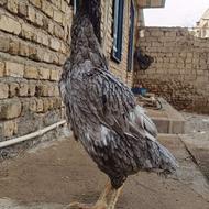 مرغ لاری طوسی