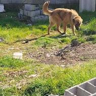 واگذار سنگسری نر ..