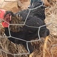 خروس دورگ و محلی