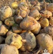 چغندر گاوی با آب چاه