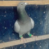 کفتر کبوتر پشتدار گراف و سبز آلمانی