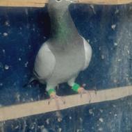 کفتر کبوتر پشتدار گراف و سبز آلمانی