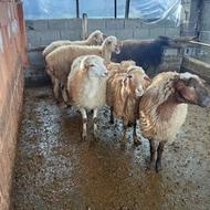 گوسفند داشتی وره مار وکاهی شیرکر و آبستن