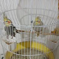 عروس هلندی نروماده سخنگو3500000