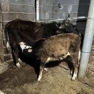 گاو شکم اول با گوساله