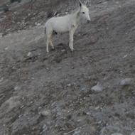 سلام دوستان خر آرام گوسفندی با کره نر به فروش می رسد
