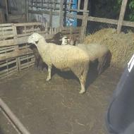 نر تخمی لاکن کایی لاکن