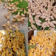 جوجه اردک ورامینی یکروزه تادوازده روز(وزنگیری بالا)