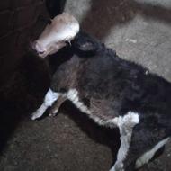 گاو و گوساله ماده