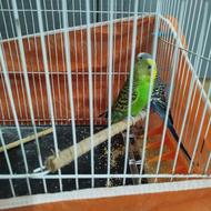 2 عدد مرغ عشق بدون قفس میخونه