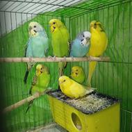 پرنده مرغ عشق