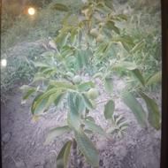 فروش نهال گردوی پیوندی خوشه ای و اسرائیلی