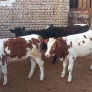 گوساله سیمینتال ماده دو تا دو تا نر دورگ