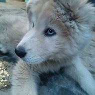 نژاد هاسکی سه ماهشه کاملا سالمه واگذاری