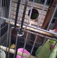 ملنگو جفت مولد