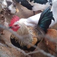 مرغ و خروس محلی
