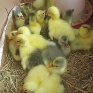 جوجه غاز محلی و دورگه درجه یک