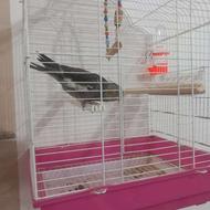 عروس هلندی ..