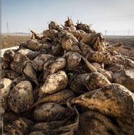 فروش چغندردامی