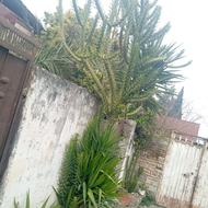 کاکتوس چهار متری بزرگترین کاکتوس ایران احتمالا