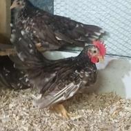 جاپنیز چاکلد متلد