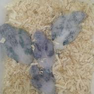 طوطی راهب سرلاکی آب