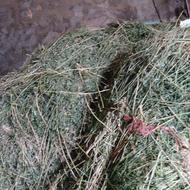 فروش یونجه کیلو 35000هزار09141672317