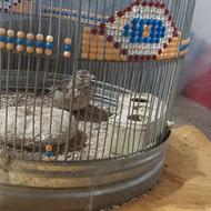 سهره خاکی ریزه خون