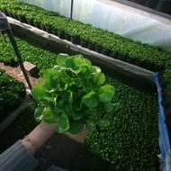 سبزه نارنج‌