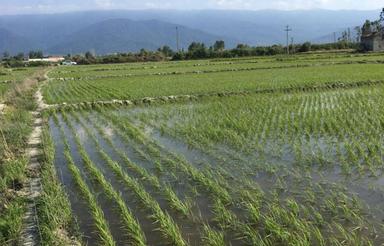 فروش 12000 مترمربع زمین شالیزاری شهرستان بندرگز