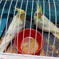 عروس هلندی یک جفت